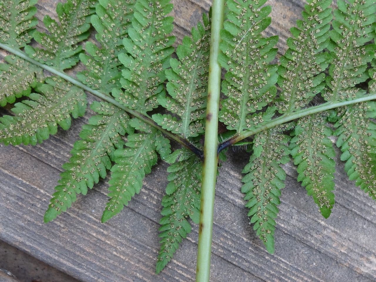 Lastreopsis 7