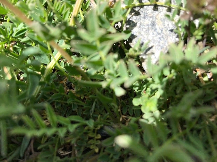 Astragalus 12
