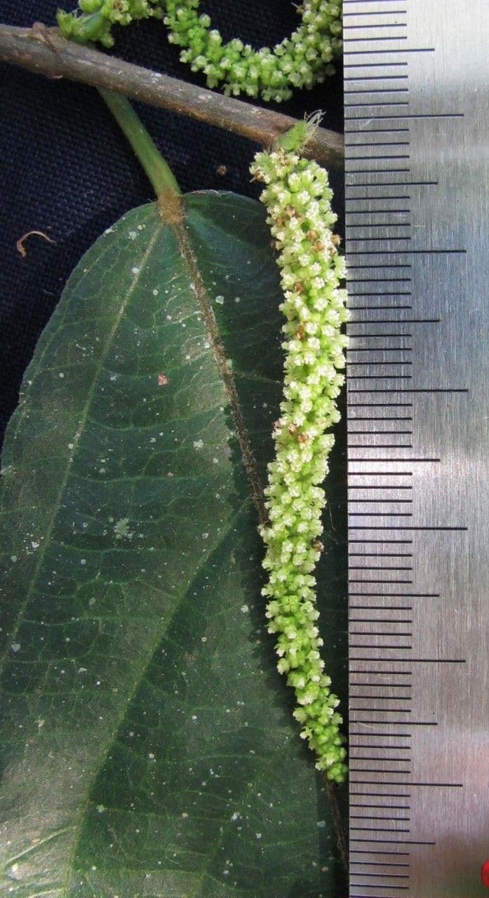 Acalypha diversifolia 2