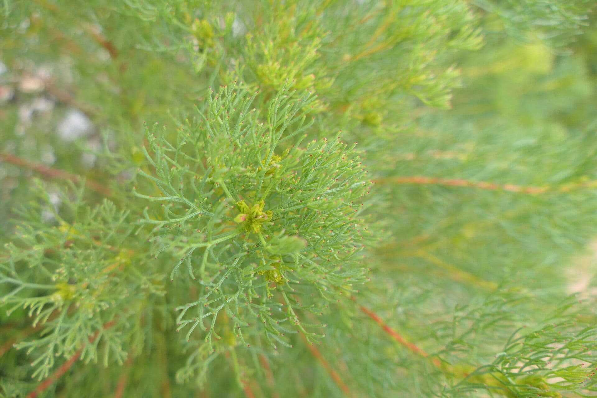 Serruria