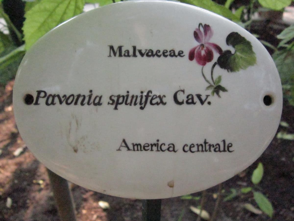 Pavonia spinosa