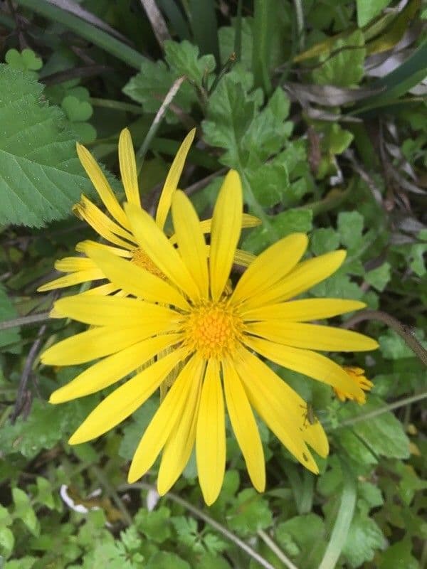 Kapringelblume 10