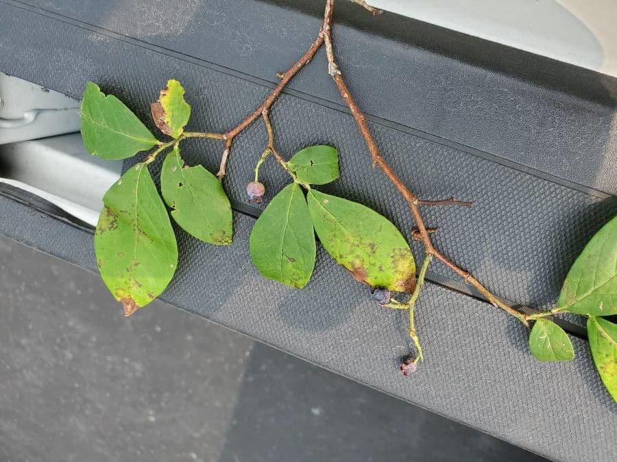 Farkleberry 3
