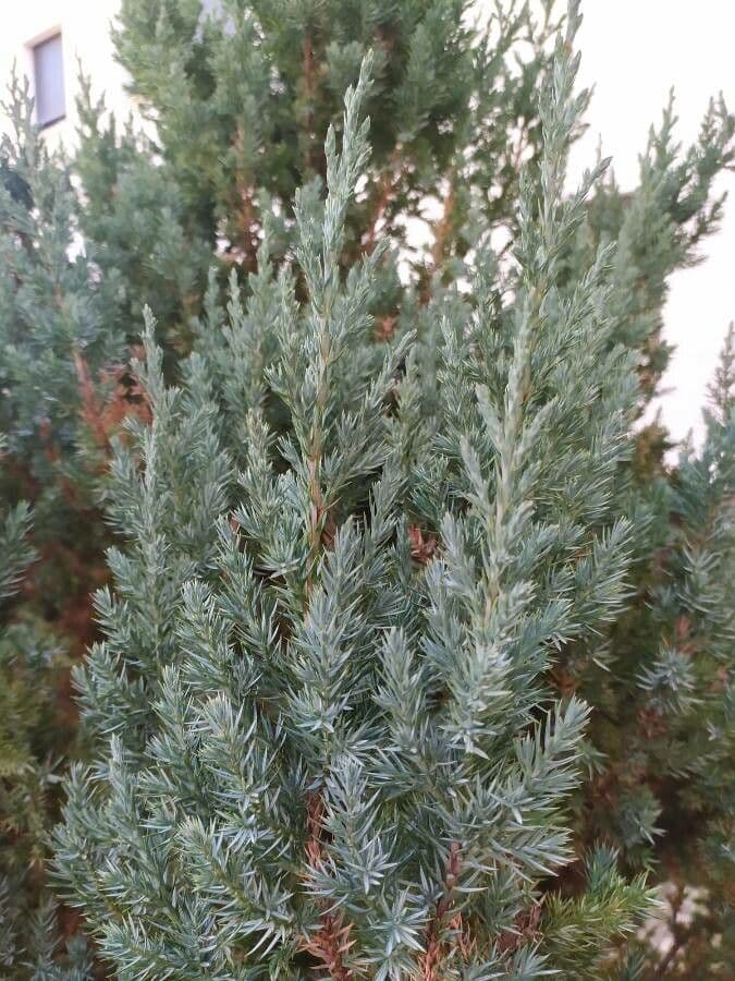 Ginepro squamato 8
