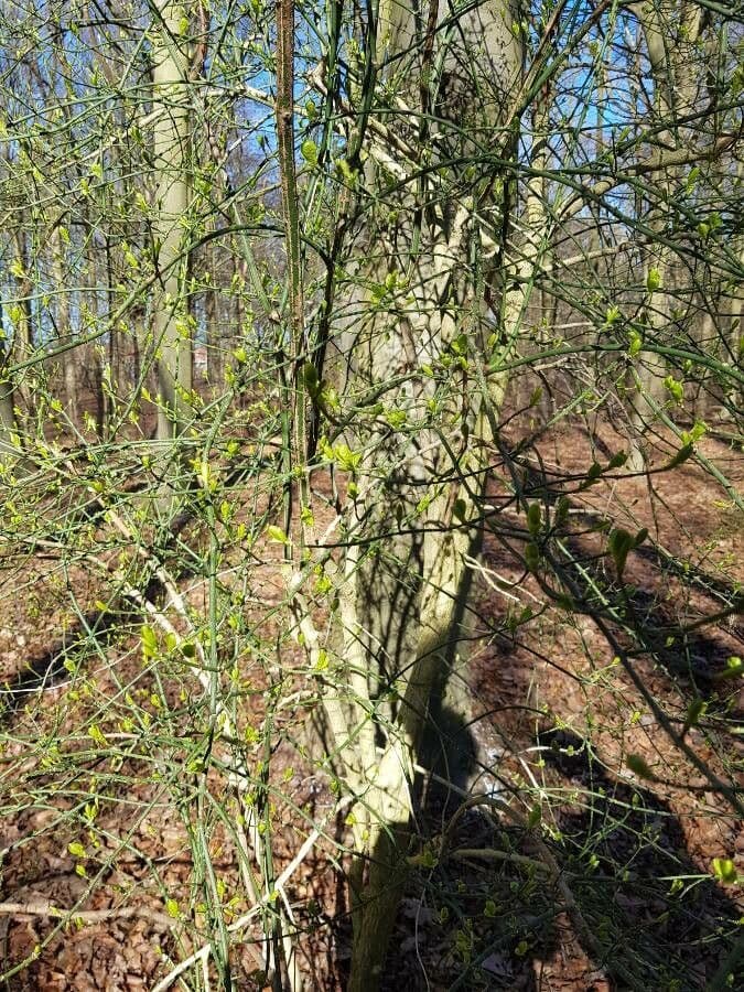 Euonymus 11