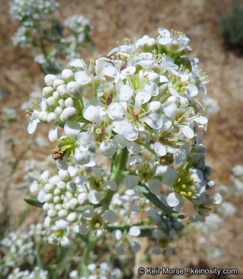 Lepidium fremontii 10
