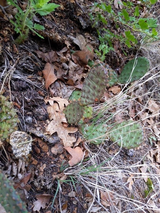 Westliche Feigenkaktus 18