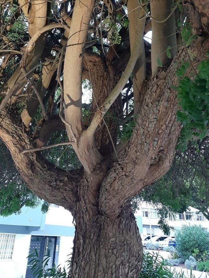 Brazilian peppertree 22