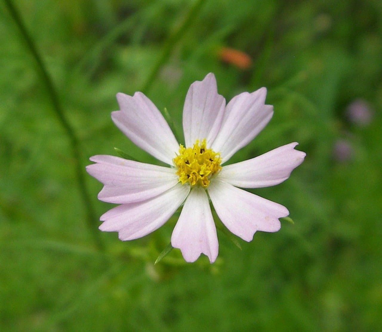 Cosmos parviflorus 5