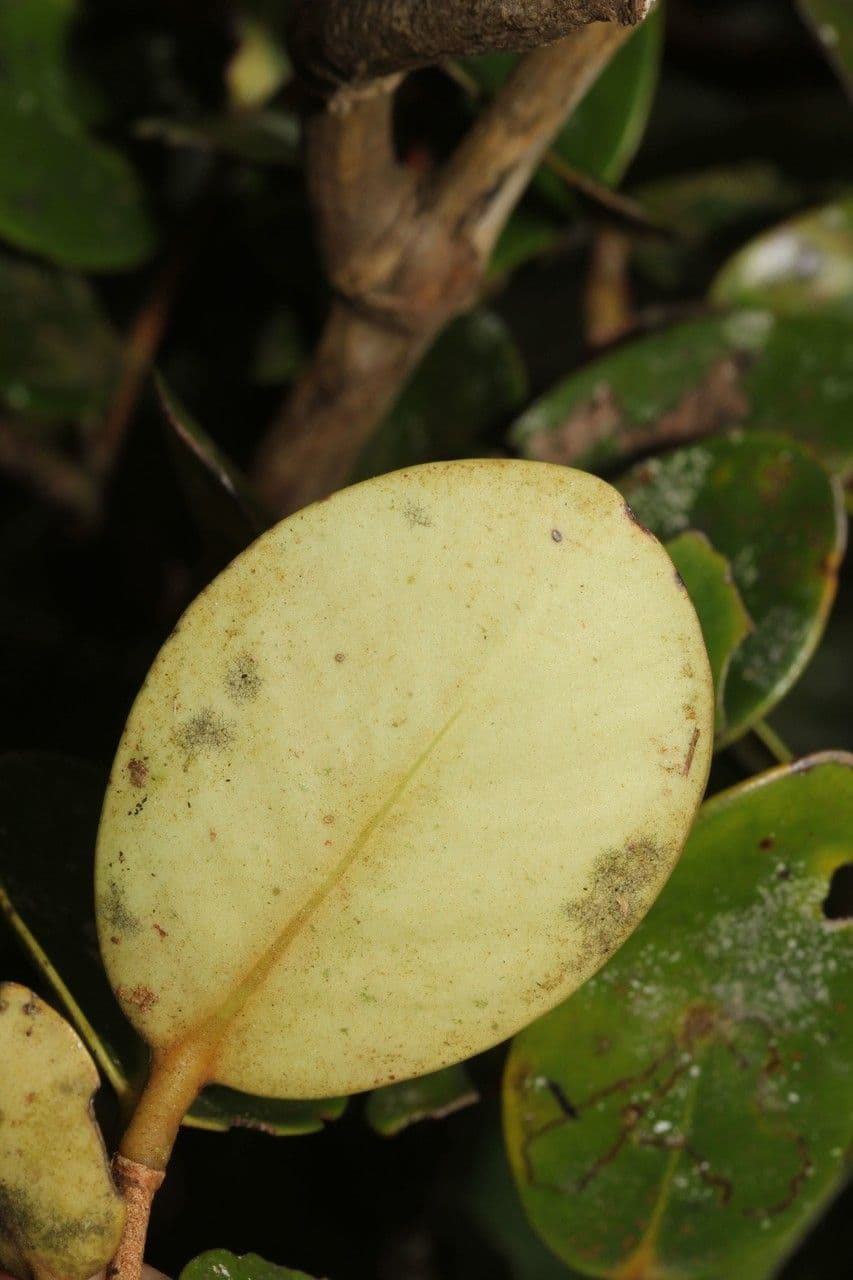 Eugenia 8