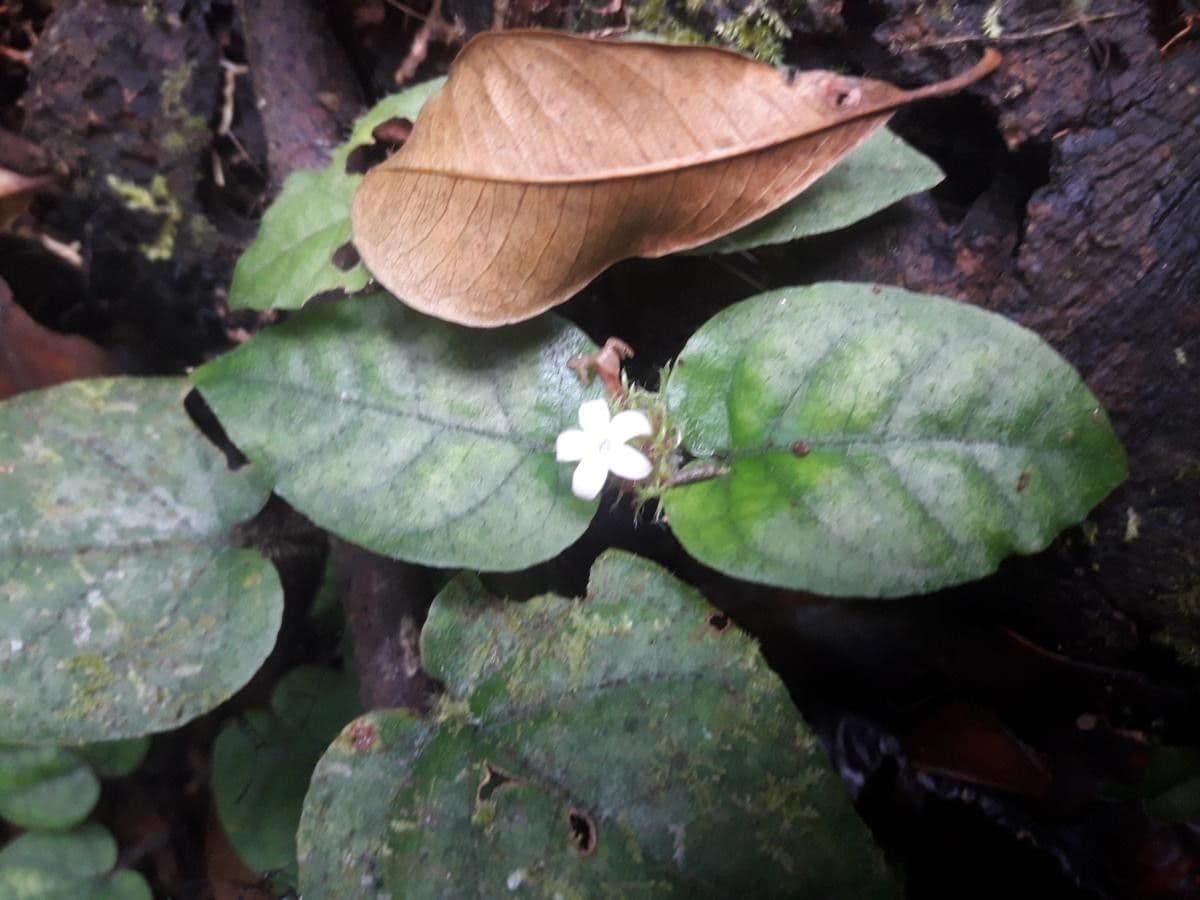 Geophila 2