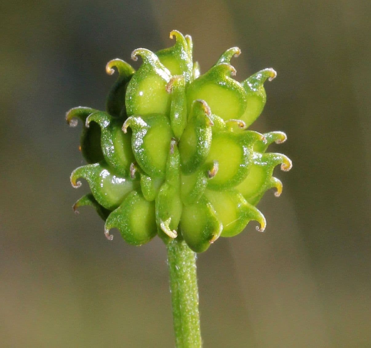 Ranunculus 2