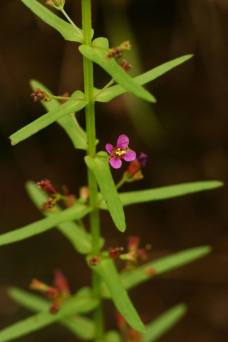 Ammannia 10