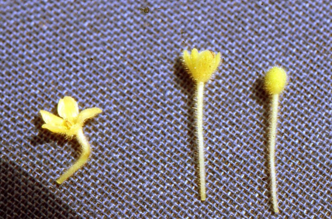 Phyllanthus 9