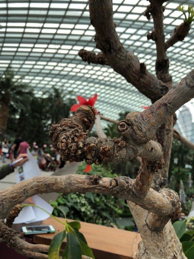 Albero del cotone 18