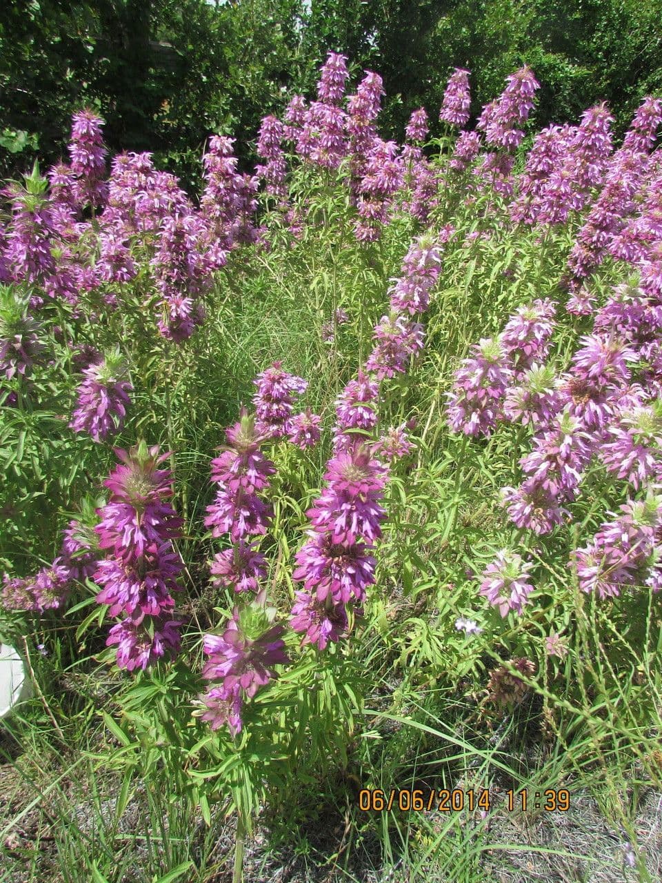 Monarde citronnée 8