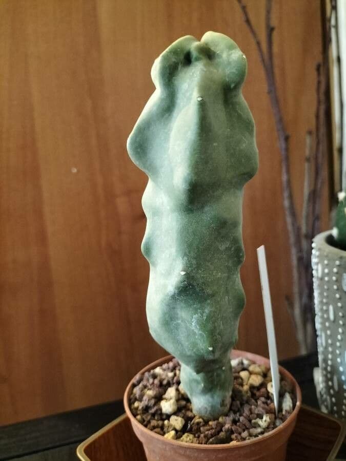 Senita 3