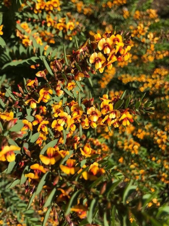 Dillwynia retorta 9