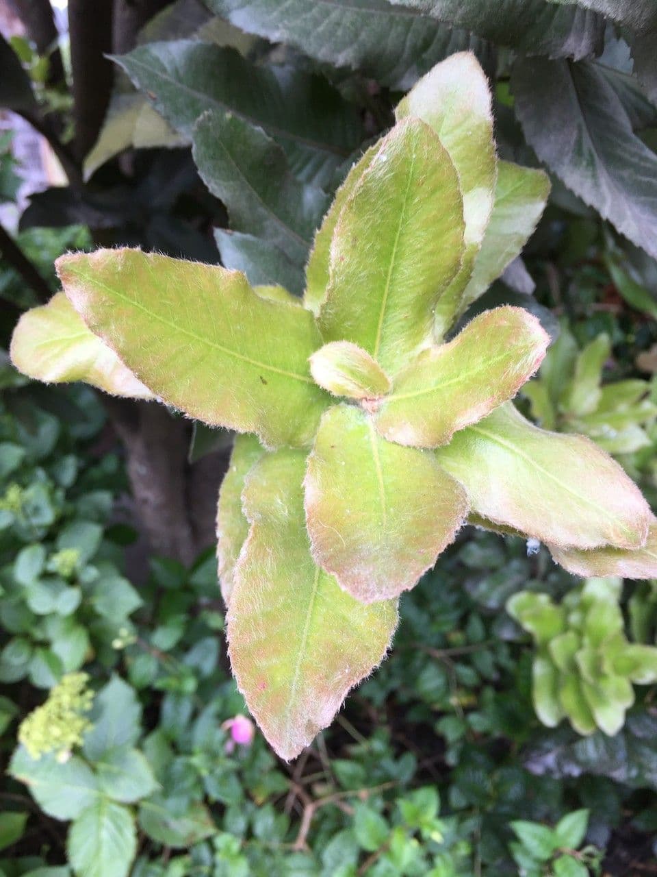 Eucryphia 27