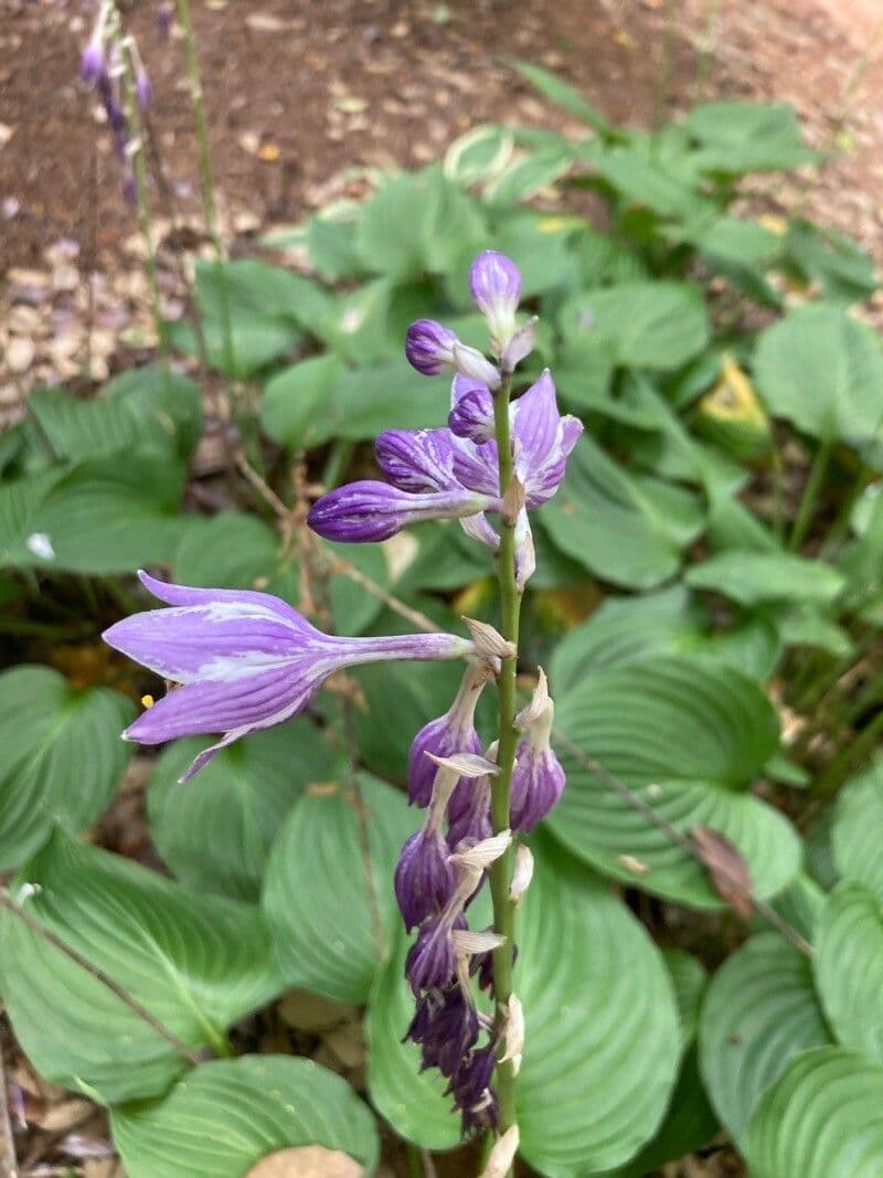 Hosta ventricosa 2