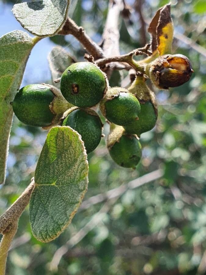 Cordia 4