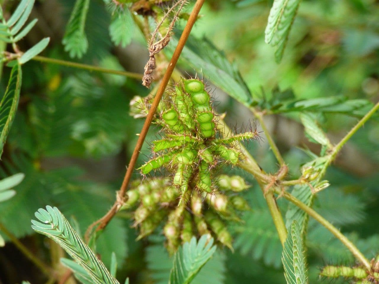 Mimosa pudica