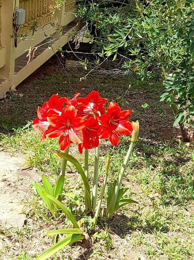 Amaryllis regina 11