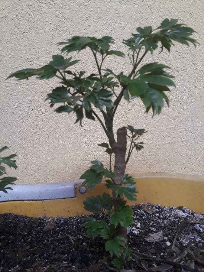 Polyscias guilfoylei 4