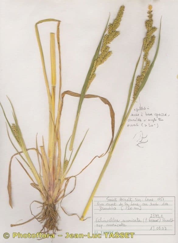Echinochloa muricata 9