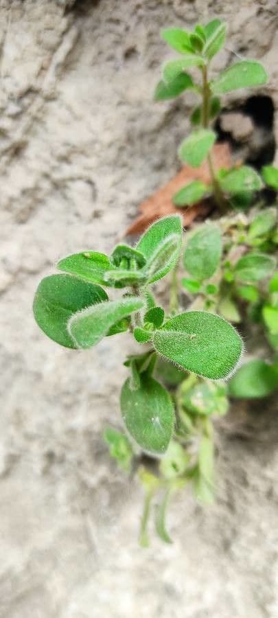 Antirrhinum molle 11