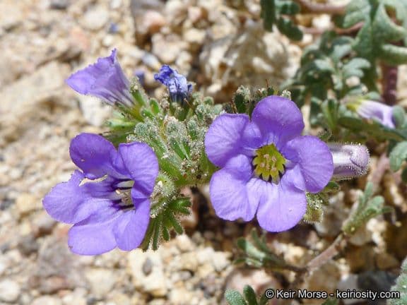 Fremonts Phacelia 3