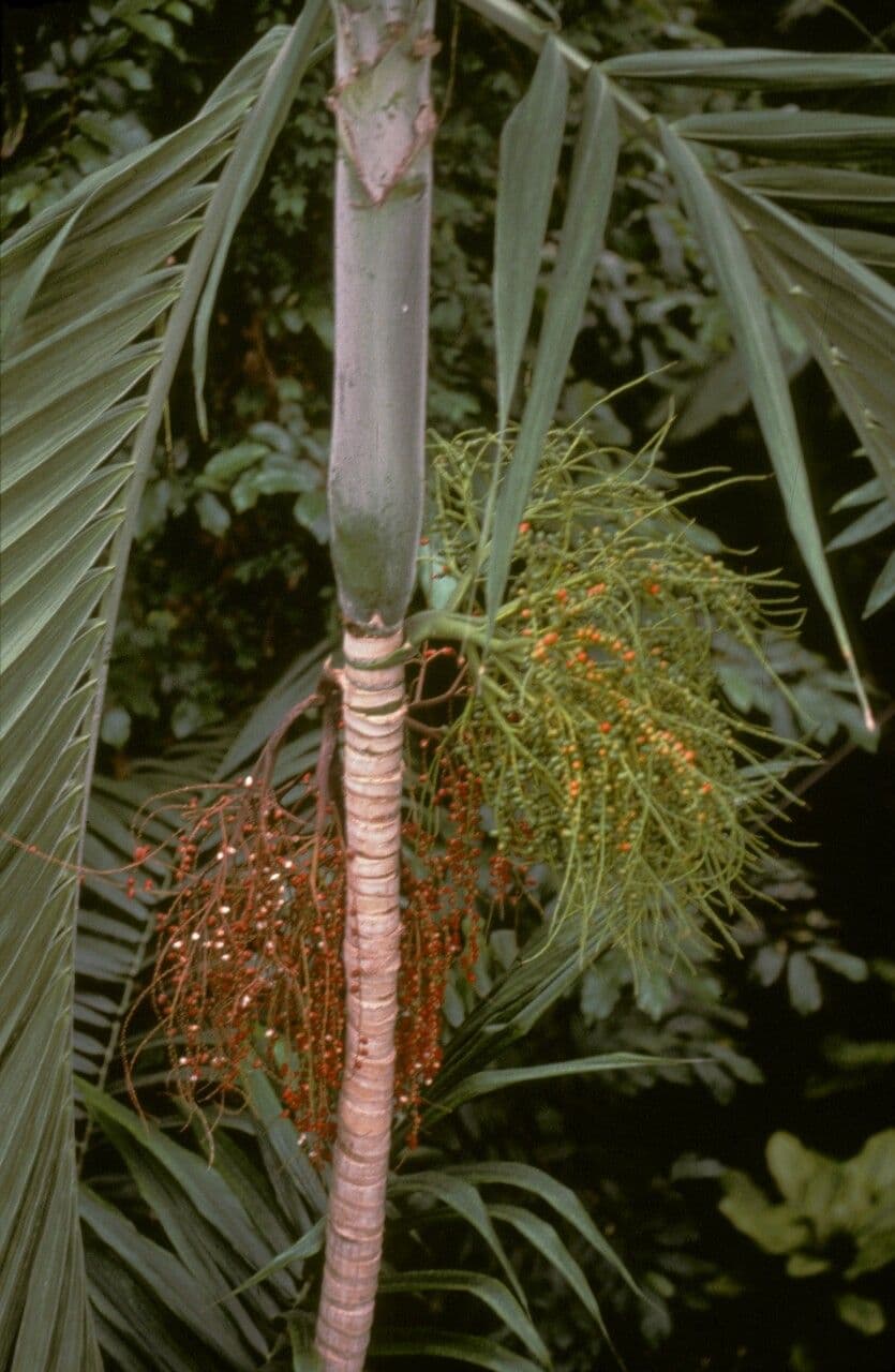 Alexanderpalme 2
