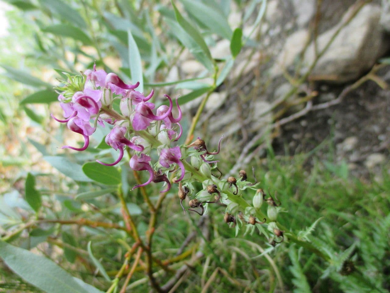 Pedicularis 7