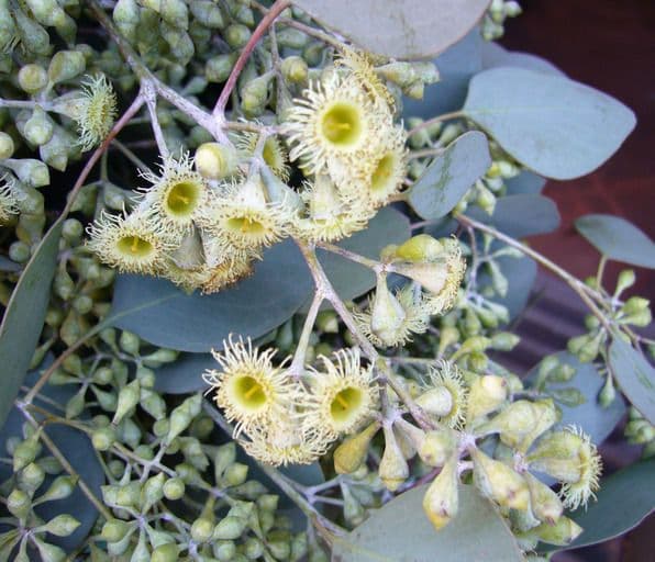 Vielblütiger Eukalyptus 9