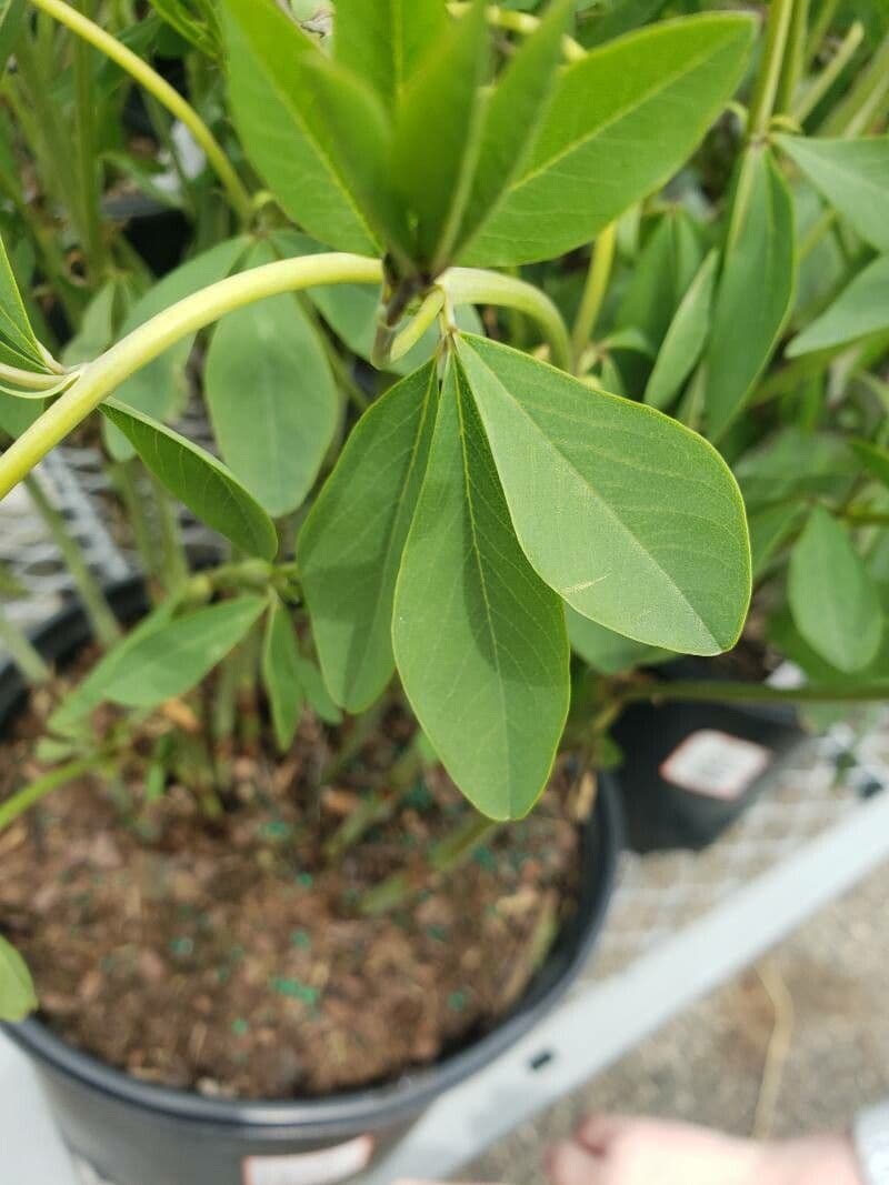 Baptisia 18