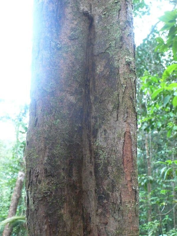Sloanea 4