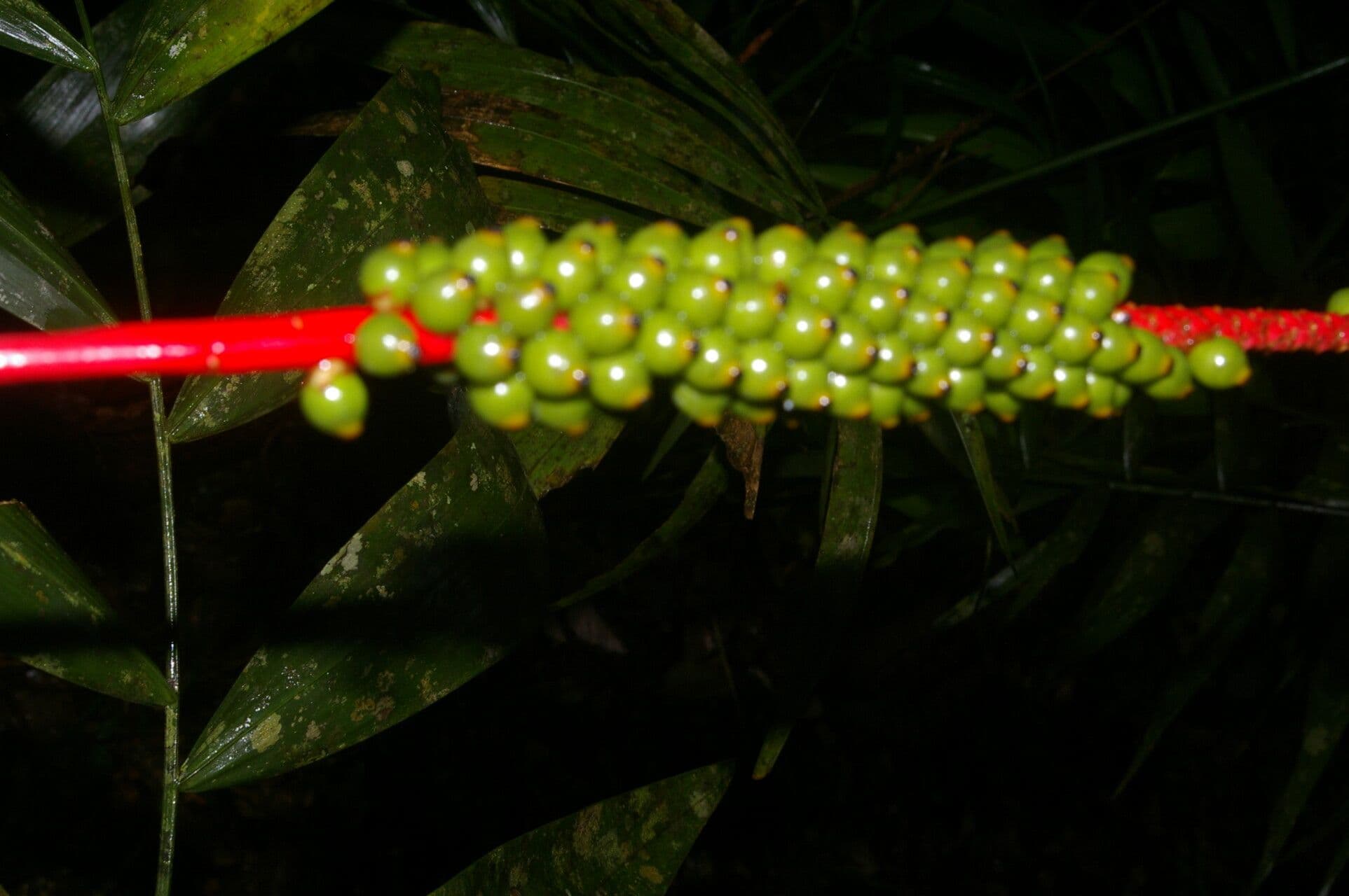Neonicholsonia 5