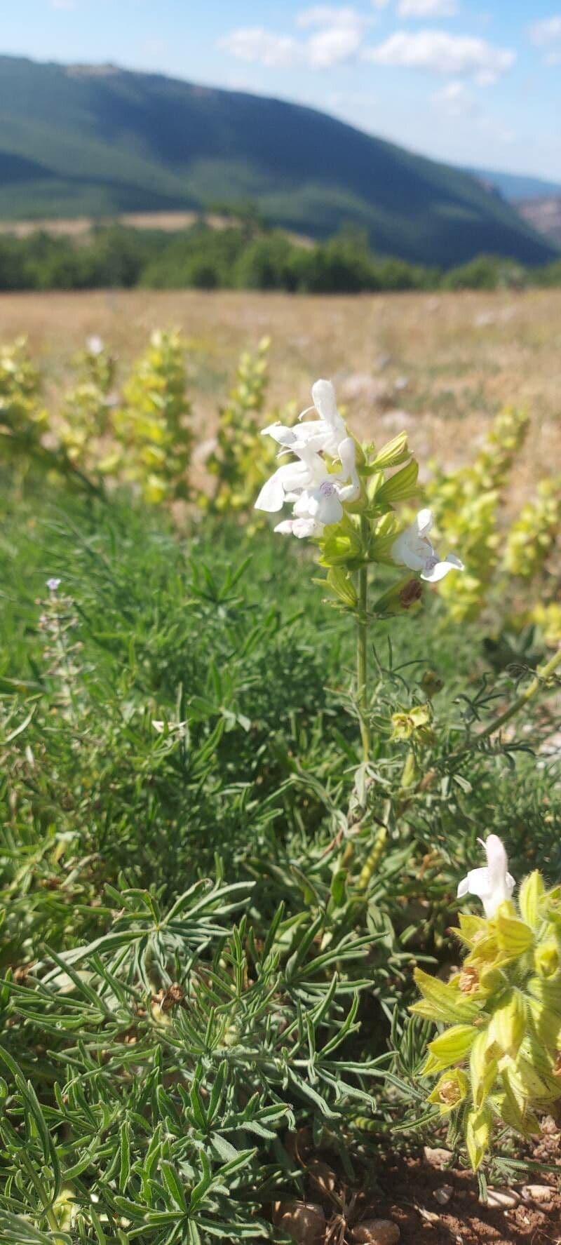 Salvia 2