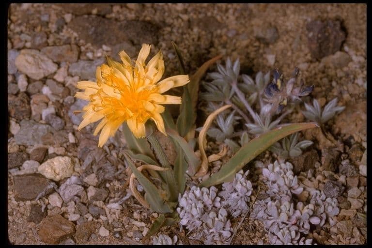 Agoseris glauca 11