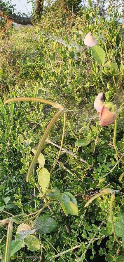 Vigna vexillata 4