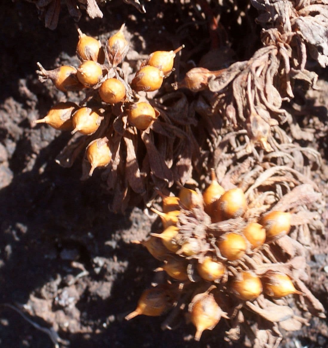 Lysimachia mauritiana 3