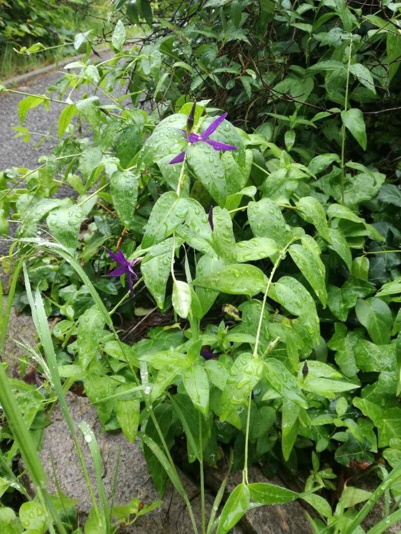 Pervinca erbacea 10