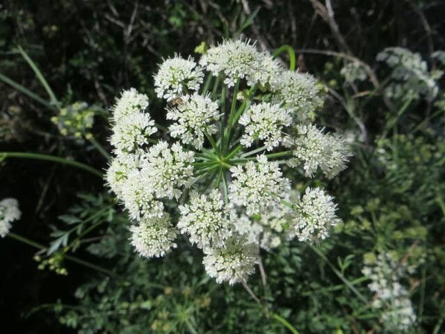 Carota 8