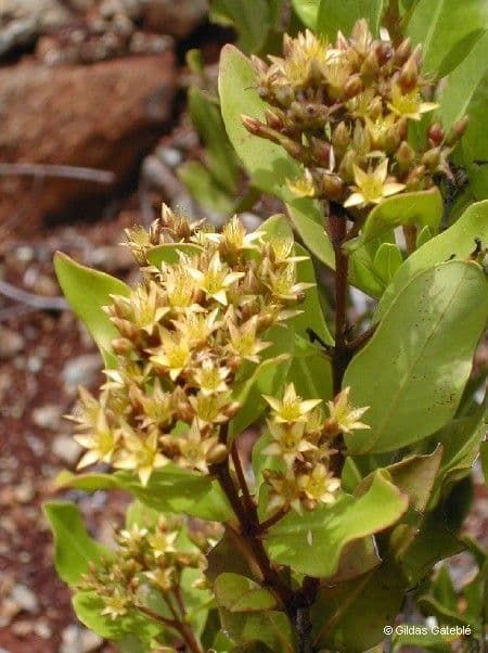 Cloezia floribunda 2
