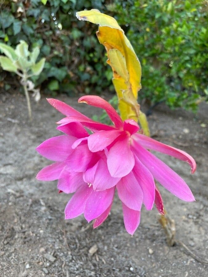 Cactus 8