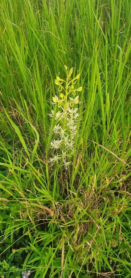 Habenaria