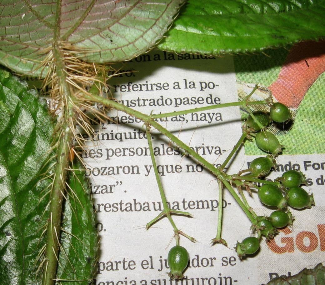 Clidemia 14