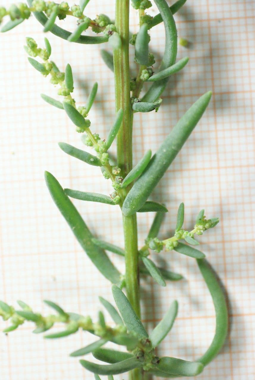 Suaeda marittima 30