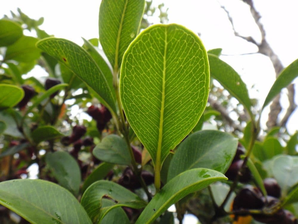 Syzygium arboreo 3
