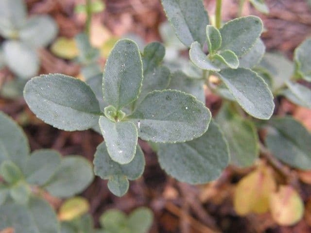 Penstemon Davidsona 14